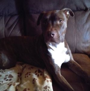 Meet your Posher, Debie